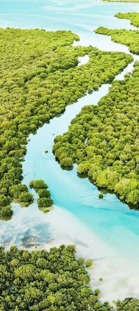 المانغروف والشواطئ